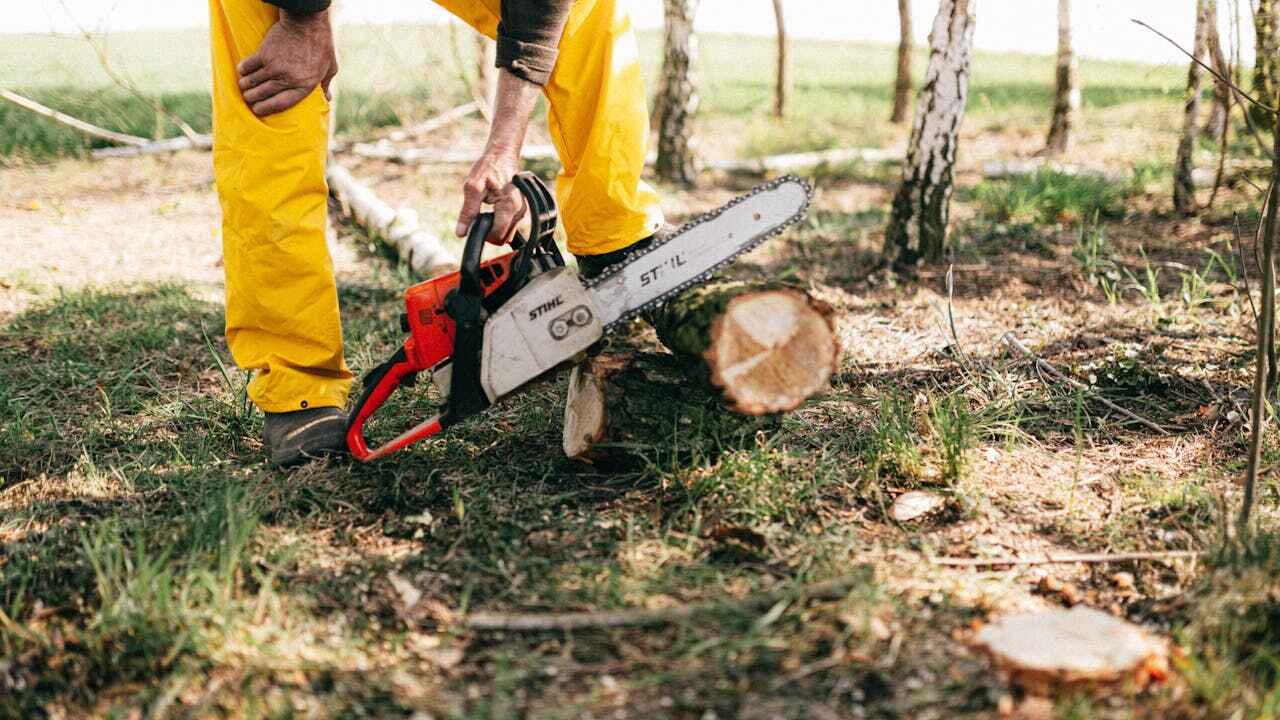 Best Tree Branch Trimming  in Advance, MO